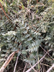 Astragalus douglasii