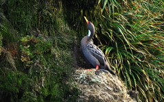 Poikilocarbo gaimardi