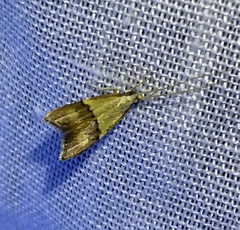 Crocanthes prasinopis