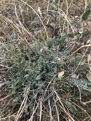Astragalus douglasii