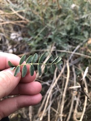 Astragalus douglasii