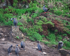 Poikilocarbo gaimardi