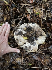 Lactarius argillaceifolius