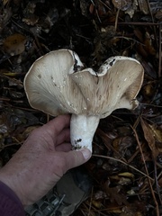 Lactarius argillaceifolius