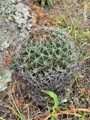 Coryphantha clavata