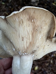 Lactarius argillaceifolius