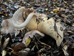 Lactarius argillaceifolius