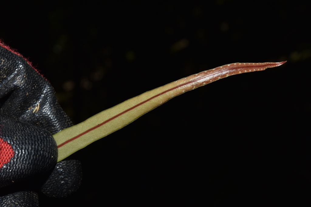 Lepisorus loriformis (Lepisorus loriformis)