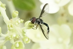 Pelecinobaccha costata