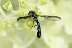 Pelecinobaccha costata