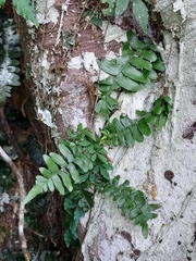 Arthropteris palisotii