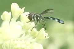 Pelecinobaccha costata