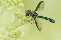 Pelecinobaccha costata