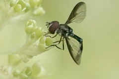 Pelecinobaccha costata