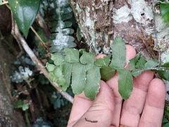 Arthropteris palisotii