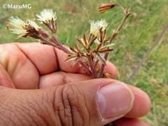 Psacalium radulifolium