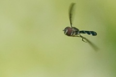 Pelecinobaccha costata