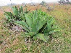 Agave salmiana
