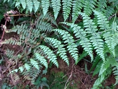 Dennstaedtia scandens