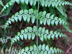 Dennstaedtia scandens