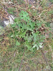 Psacalium radulifolium