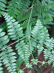 Dennstaedtia scandens