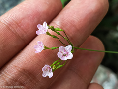 Commicarpus tuberosus