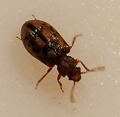 Derodontus esotericus