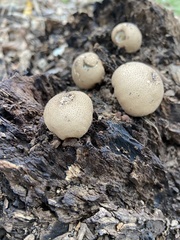 Apioperdon pyriforme