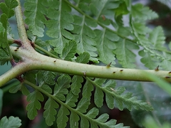 Dennstaedtia scandens