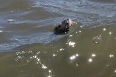 Malaclemys terrapin terrapin