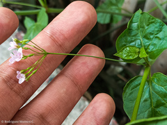 Commicarpus tuberosus
