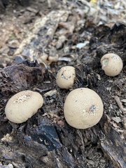 Apioperdon pyriforme