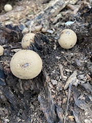 Apioperdon pyriforme