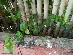 Commicarpus tuberosus