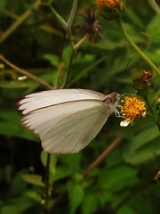 Ascia monuste monuste