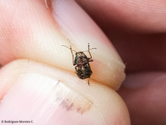 Araecerus