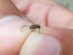 Araecerus