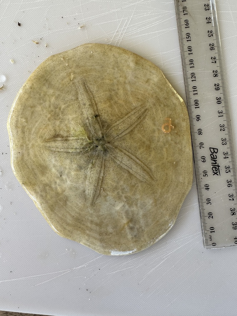 Pink Sand Dollar