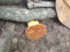 Boletus vermiculosus