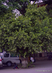 Angiospermae
