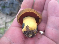 Boletus vermiculosus