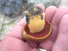 Boletus vermiculosus