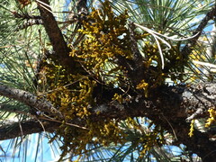 Arceuthobium campylopodum