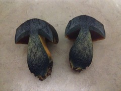 Boletus vermiculosus