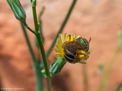 Agapostemon nasutus