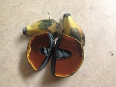 Boletus vermiculosus