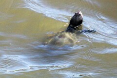 Malaclemys terrapin terrapin