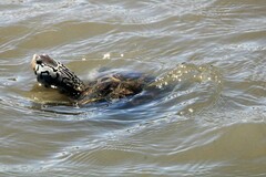 Malaclemys terrapin terrapin