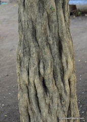 Angiospermae